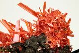 Bright Red-Orange Crocoite Crystal Cluster - Tasmania #206964-3